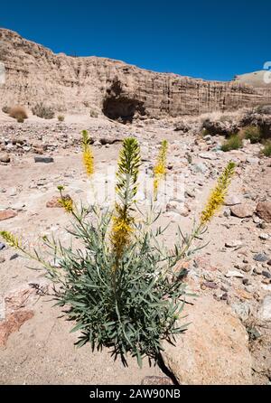 Wüste Pflaume (Stanleya pinnata) Wildblumen, die in einem Wüstenschlucht wachsen Stockfoto