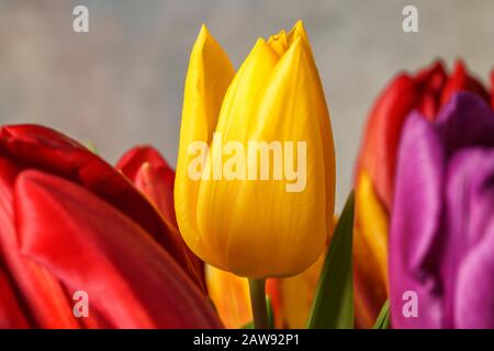 Nahaufnahme des Porträts einer gelben Tulpenblume Stockfoto