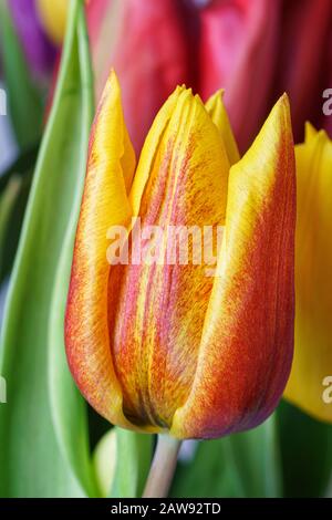 Einzelne gelbe und rote Tulpenblume in einem Haufen anderer Tulpen Stockfoto