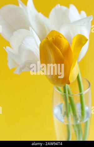 Weiße und gelbe Tulpen auf gelbem Hintergrund Nahaufnahme Stockfoto