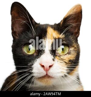 Katze, weißer Hintergrund, Tortenschale – Nahaufnahme Kopfgesicht Porträt eines jungen weiblichen Tortenschalenkittens auf weißem Hintergrund Stockfoto