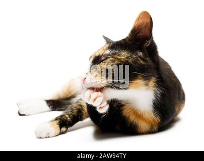 Katze, weißer Hintergrund, Kätzchen – Süßes junges Tortenschneckchen liegt auf der Seite und putzt und leckt eine Pfote Stockfoto