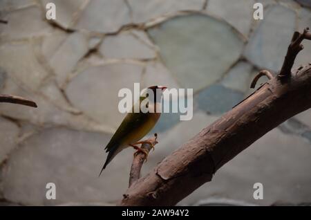 Der Gouldian-Finch (Erythrura gouldiae), auch als "Lady Gouldian Finch" bekannt Stockfoto