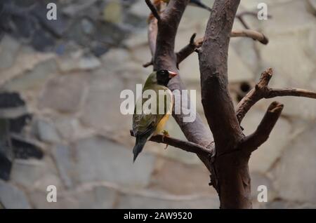 Der Gouldian-Finch (Erythrura gouldiae), auch als "Lady Gouldian Finch" bekannt Stockfoto