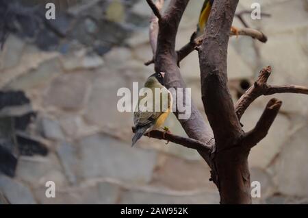 Der Gouldian-Finch (Erythrura gouldiae), auch als "Lady Gouldian Finch" bekannt Stockfoto