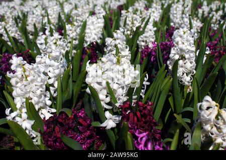 Anbau von weißen und violetten Blumen Stockfoto