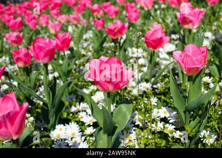 Rosa Tulpen und weiße Blumen in Europa Stockfoto