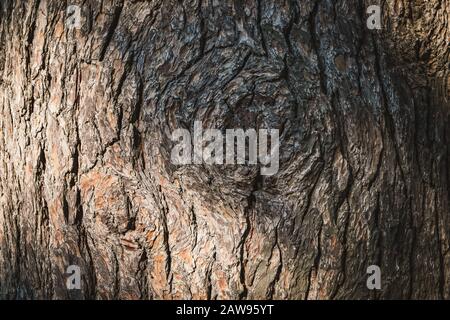 Großer Knoten in der Rinde eines alten hundertjährigen Kiefernbaums Stockfoto