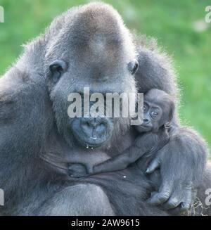 Western Lowland Gorilla, Bahasha und ihr 2,5 Monate altes Baby. Jersey Zoo, Durrell Wildlife Conservation Trust Stockfoto