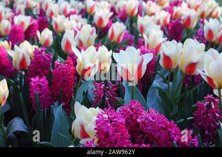 Rosa und weiße Frühlingsblüten in Europa Stockfoto