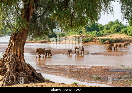 Elefanten, die den Fluss in Samburu, Kenia, überqueren Stockfoto