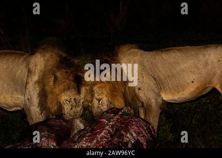 Löwen, die nachts in Masai Mara, Kenia, den Tod essen Stockfoto