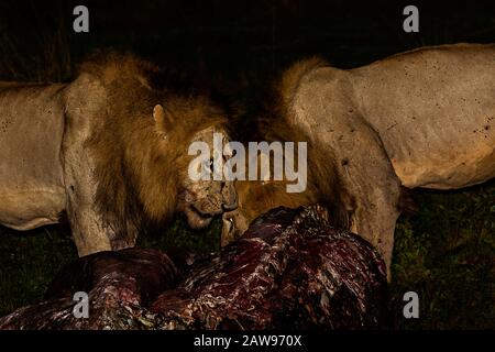 Löwen, die nachts in Masai Mara, Kenia, den Tod essen