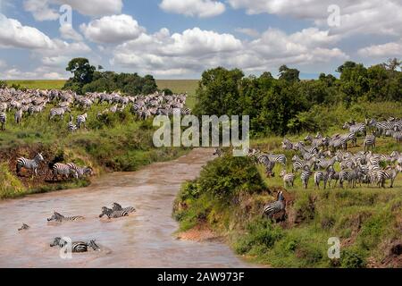 Zebras überqueren den Fluss in Mara River in Maasai Mara, Kenia, Afrika Stockfoto