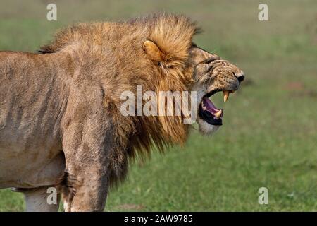 Männlicher Löwe mit offenem Mund in Maasai Mara, Kenia, Afrika Stockfoto