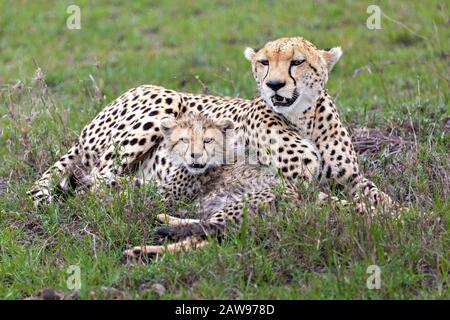 Gepard und die Quader in Maasai Mara, Kenia, Afrika Stockfoto