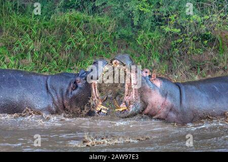 Zwei Flusspferde kämpfen im Fluss in Maasai Mara, Kenia, Afrika. Stockfoto