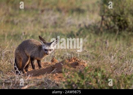 Fledermaus-Ohrenfuchs, in Samburu, Kenia Stockfoto