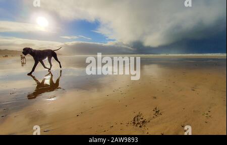 Großer Däne trottet am Strand Stockfoto