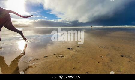 Hinterbeine Des Großen Dänen am Strand Stockfoto