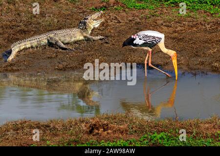 Krokodil und gemalter Storch in Udawalawe, Sri Lanka Stockfoto