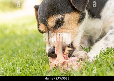 Der kleine süße Jack Russell Terrier Hund isst einen Knochen mit Fleisch und kaut im Freien Stockfoto