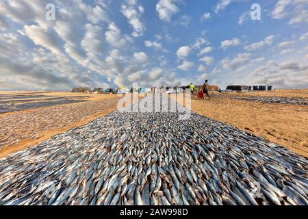 Fisch trocknet am Strand in Negombo, Sri Lanka Stockfoto