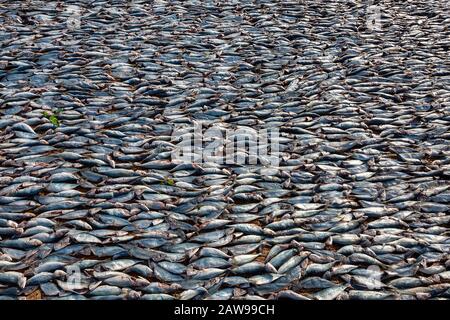 Fisch trocknet am Strand in Negombo, Sri Lanka Stockfoto