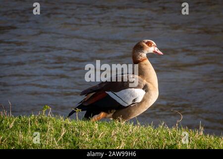 Die Ägyptische Gans nahe der Maas in Rotterdam, dieser aus Afrika stammende Entenvogel ist heute in den Niederlanden verbreitet Stockfoto