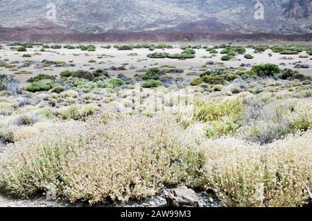 Felsen, Zweige und Teide Flora im Teide Nationalpark, Teneride, Kanarische Inseln, Spanien. Stockfoto