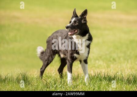 Süße schöne Grenze Collie auf einer grünen Wiese draußen in der Natur, Stockfoto