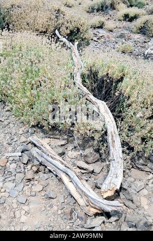 Felsen, Zweige und Teide Flora im Teide Nationalpark, Teneride, Kanarische Inseln, Spanien. Stockfoto