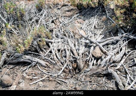 Felsen, Zweige und Teide Flora im Teide Nationalpark, Teneride, Kanarische Inseln, Spanien. Stockfoto