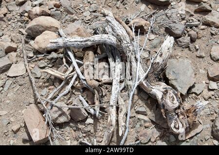 Felsen, Zweige und Teide Flora im Teide Nationalpark, Teneride, Kanarische Inseln, Spanien. Stockfoto