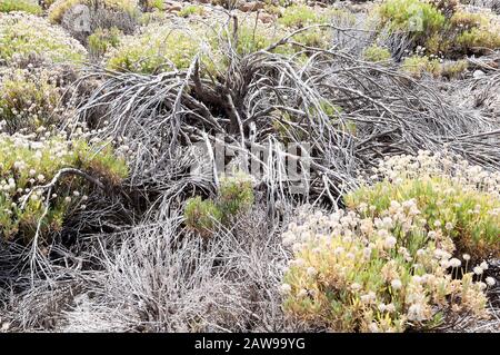 Felsen, Zweige und Teide Flora im Teide Nationalpark, Teneride, Kanarische Inseln, Spanien. Stockfoto