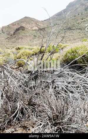 Felsen, Zweige und Teide Flora im Teide Nationalpark, Teneride, Kanarische Inseln, Spanien. Stockfoto