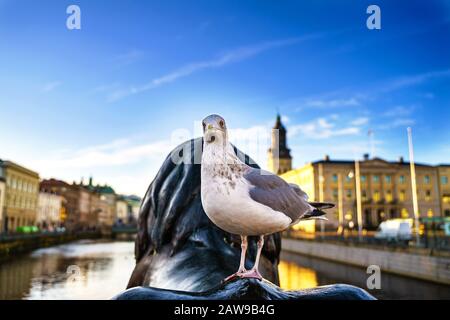 Blick auf den Sonnenuntergang vom Burunnsparken Stadtzentrum von Göteborg. Löwenstatue mit Möwe Stockfoto