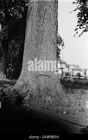 [Pappel? 60 Jahre alt] [2 Meter, 5:50 m] Umfang [Gehstock horizontal auf einem Stamm liegend] Datum: Juni 1934 Stichwörter: Eugenu, Pappel und Weide Stockfoto