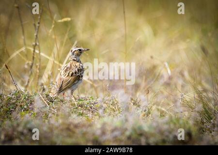 Eurasischer Skylark ( Alauda arvensis ), der auf dem Gras sitzt Stockfoto
