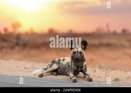 Afrikanischer Wildhund, bemaltes Wolfsporträt bei Sonnenuntergang in der Wildnis Afrikas Stockfoto