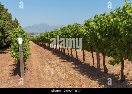 Durbanville, Kapstadt, Südafrika. Dezember 2019. Trauben auf Reben in der Weinanbauregion Durbanville in der Nähe von Kapstadt, Südafrika. Cabernet Fran Stockfoto