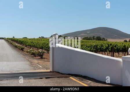 Durbanville, Kapstadt, Südafrika. Dezember 2019. Trauben auf Reben in der Weinanbauregion Durbanville in der Nähe von Kapstadt, Südafrika Stockfoto