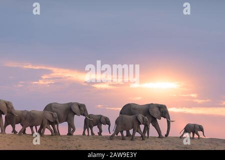 Elefantenherde in der Wildnis Afrikas Stockfoto