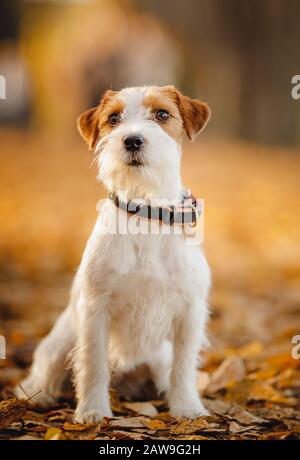 Jack Russell Hund auf dem Hintergrund des Herbstwaldes im Park für Spaziergänge. Stockfoto