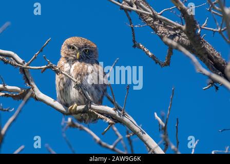 Austral Pygmy Eule (Glaucidium nana), Fitz Roy Trek, El Calten, Patagonia, Argentinien Stockfoto