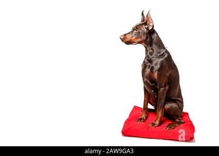 Doberman-Hund sitzt auf rotem Kissen vor weiß isoliertem Hintergrund. Stockfoto