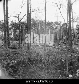 Front Nord-Ost Niederlande: Start der Startbahn V1 Installation der deutschen V1-Raketen in Almelo (Paradijsbos) Anmerkung: Ziel der Raketen: Der Hafen von Antwerpen. Bei ihrem Rückzug im April 1945 zerstörte die Anlage der Deutschen Datum: 20. April 1945 Ort: Almelo, Overijssel Schlüsselwörter: V-Waffen, Fronten, 2. Weltkrieg Stockfoto