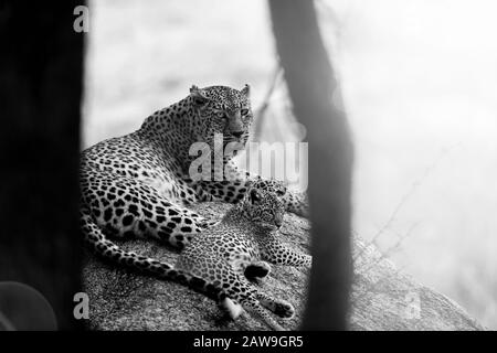 Leopardenkuppenporträt in der Wildnis Afrikas Stockfoto