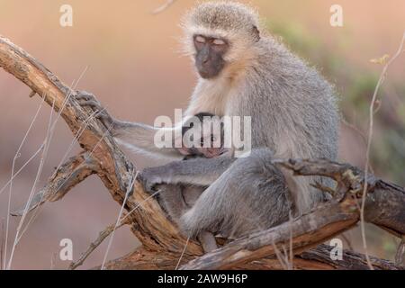 Baby vervet Affe mit Mutter in der Wildnis Stockfoto