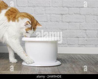 Durstige Tabby-Katze, die neugierig auf einen weißen Trinkbrunnen für Haustiere aussieht. Stockfoto